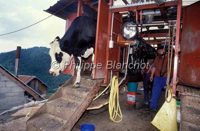 tomme de savoie 11.JPG - Salle de traiteAlpageMassif des BaugesSavoieFrance